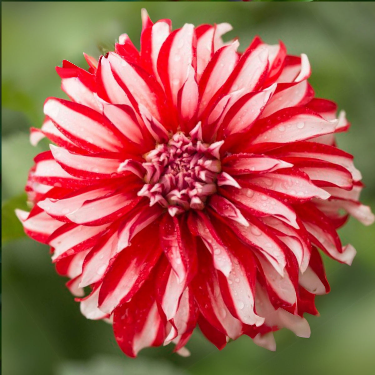 Santa Claus Dahlia Seeds, 40+ seeds