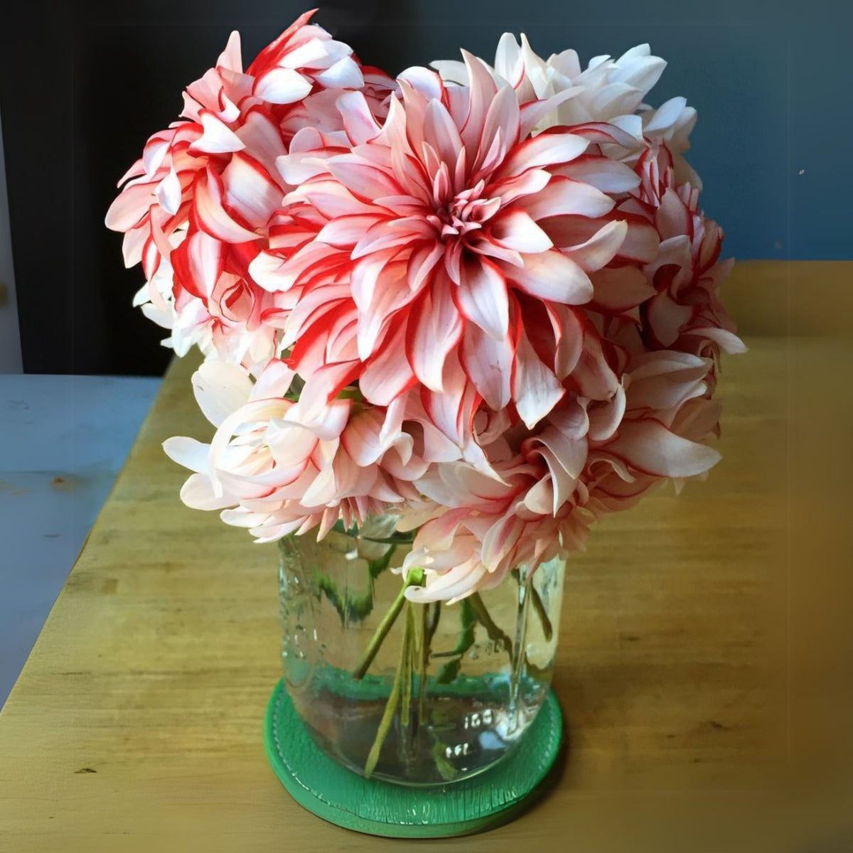 Santa Claus Dahlia Seeds, 40+ seeds