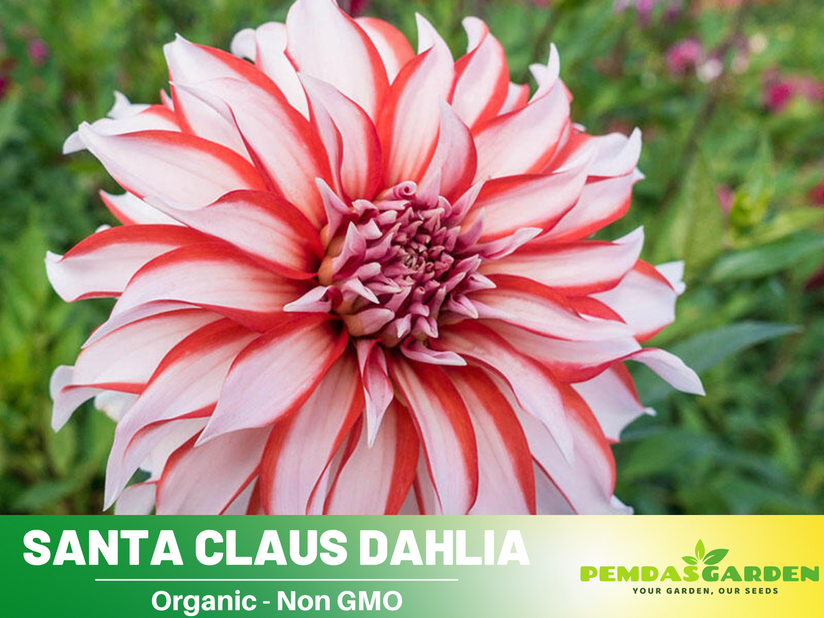 40+ Seeds|  Santa Claus Dahlia Perennial Seeds #D071