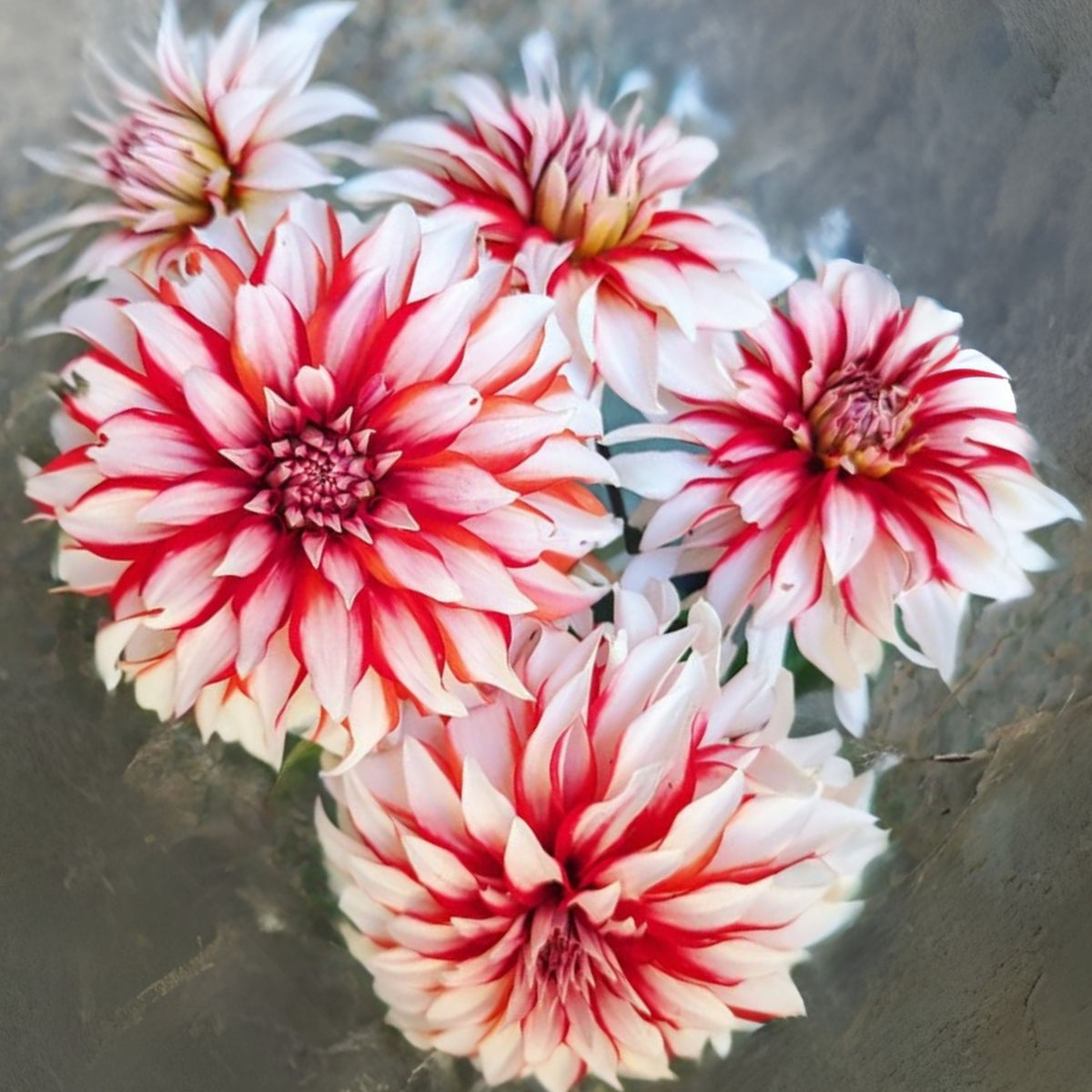 Santa Claus Dahlia Seeds, 40+ seeds