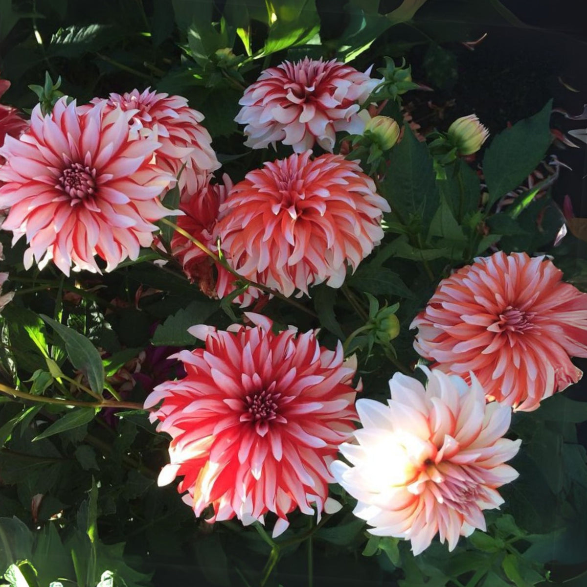 Santa Claus Dahlia Seeds, 40+ seeds