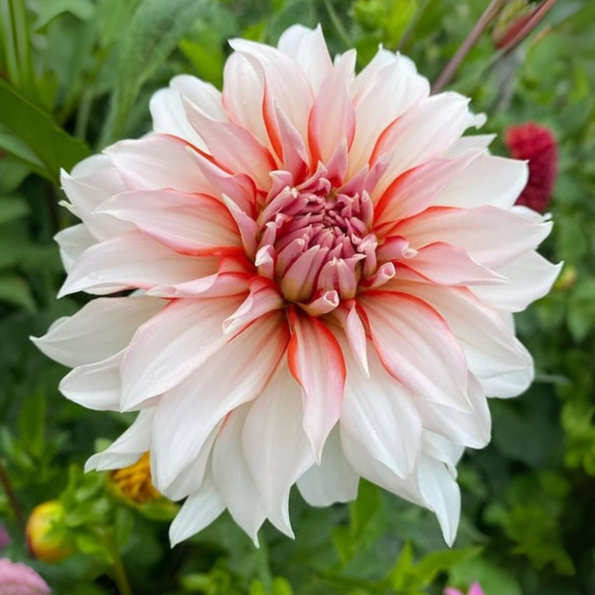 Santa Claus Dahlia Seeds, 40+ seeds