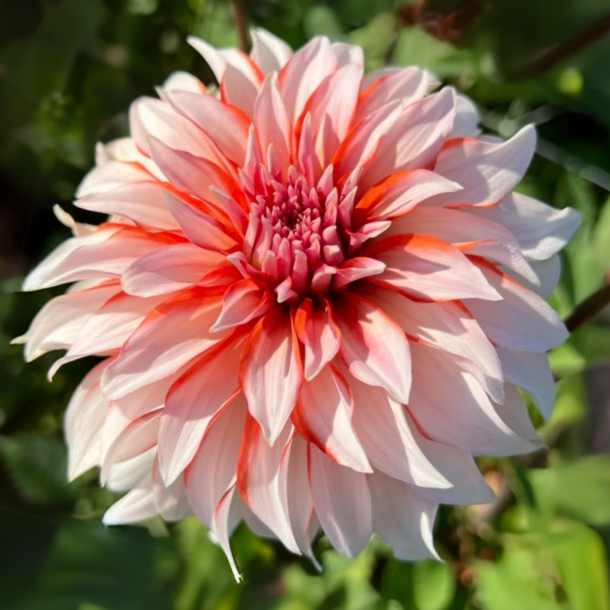 Santa Claus Dahlia Seeds, 40+ seeds