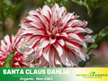 40+ Seeds|  Santa Claus Dahlia Perennial Seeds Heirloom Dahlia Flower Seeds – Non GMO, Open Pollinated Mix for Vibrant Summer Blooms, Garden & Landscaping Flowers#D071
