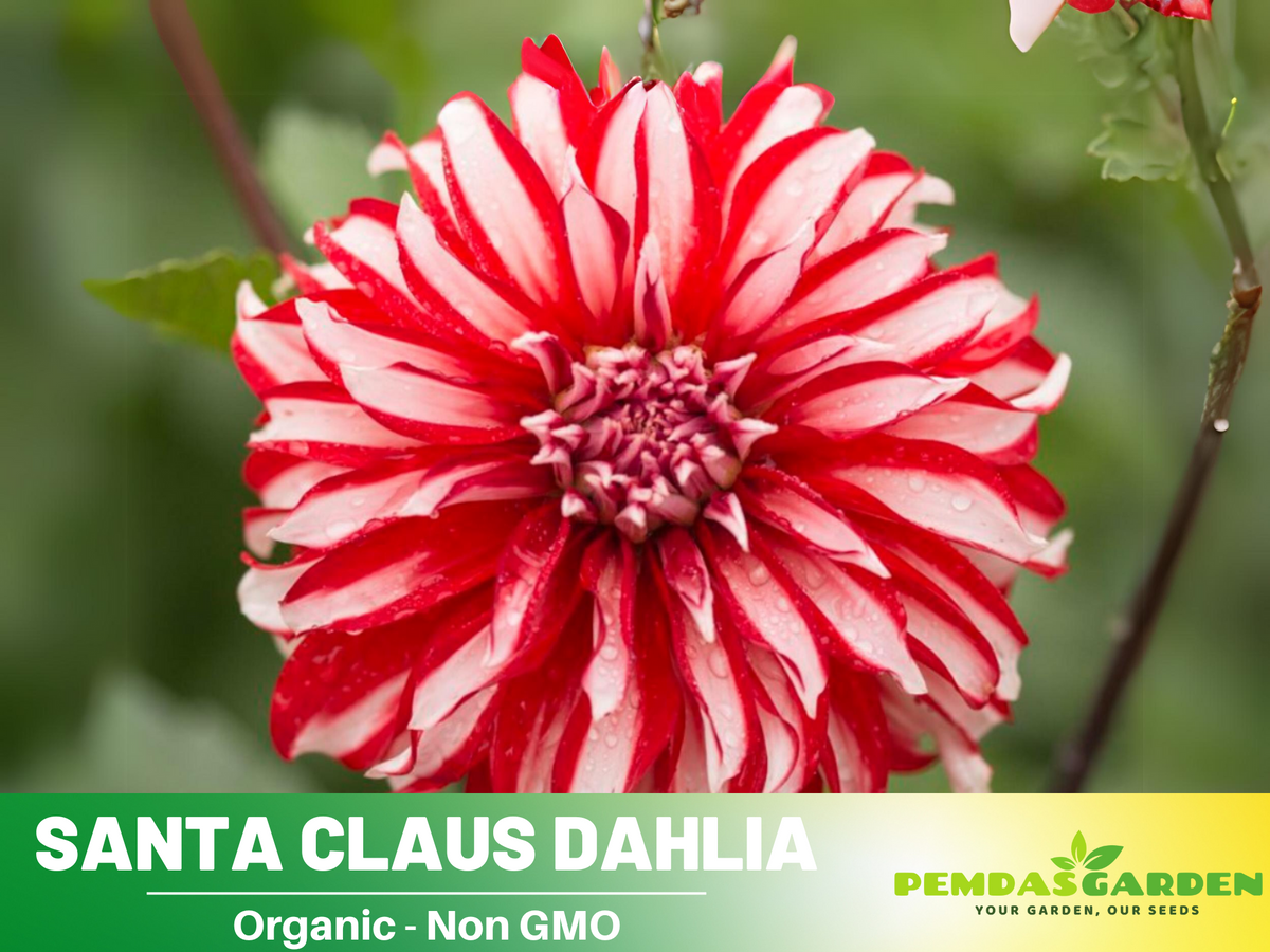 40+ Seeds|  Santa Claus Dahlia Perennial Seeds #D071