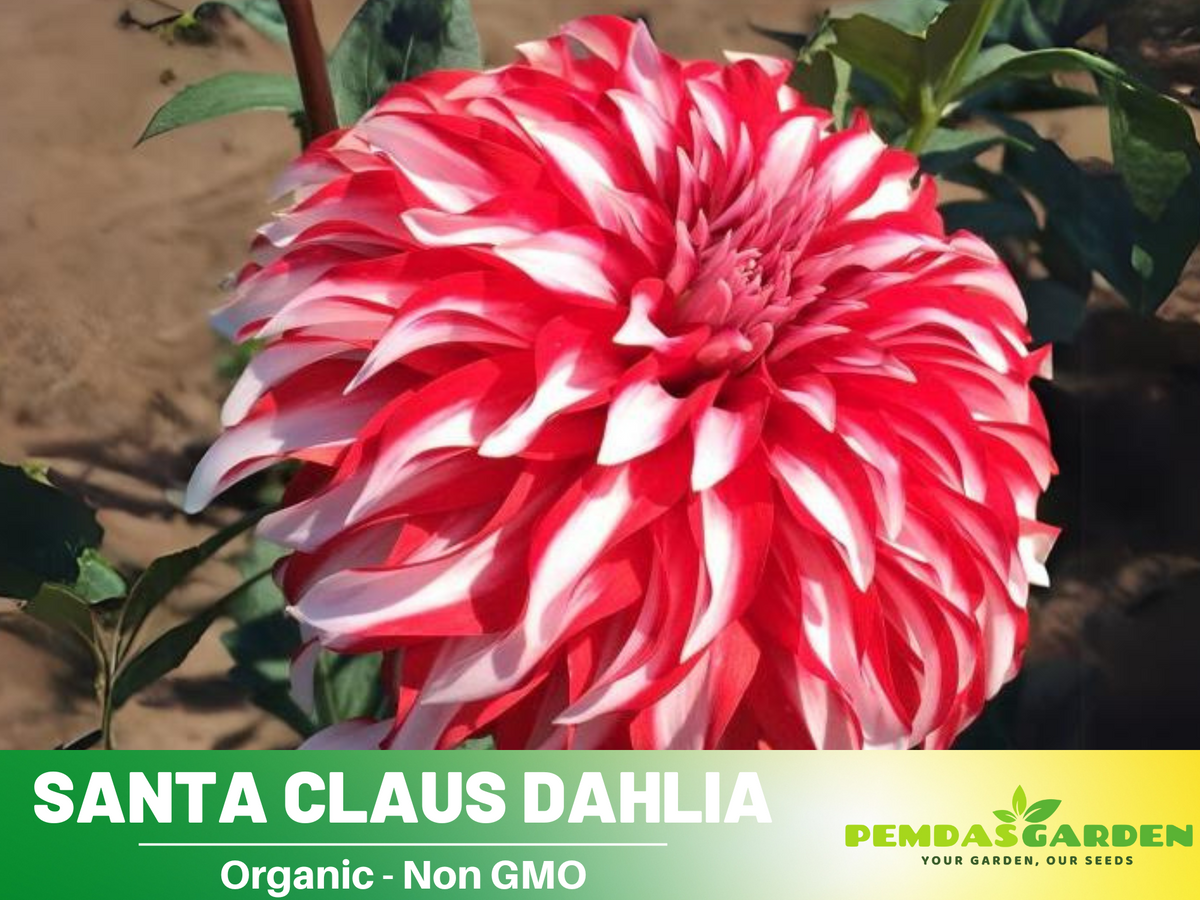 40+ Seeds|  Santa Claus Dahlia Perennial Seeds #D071