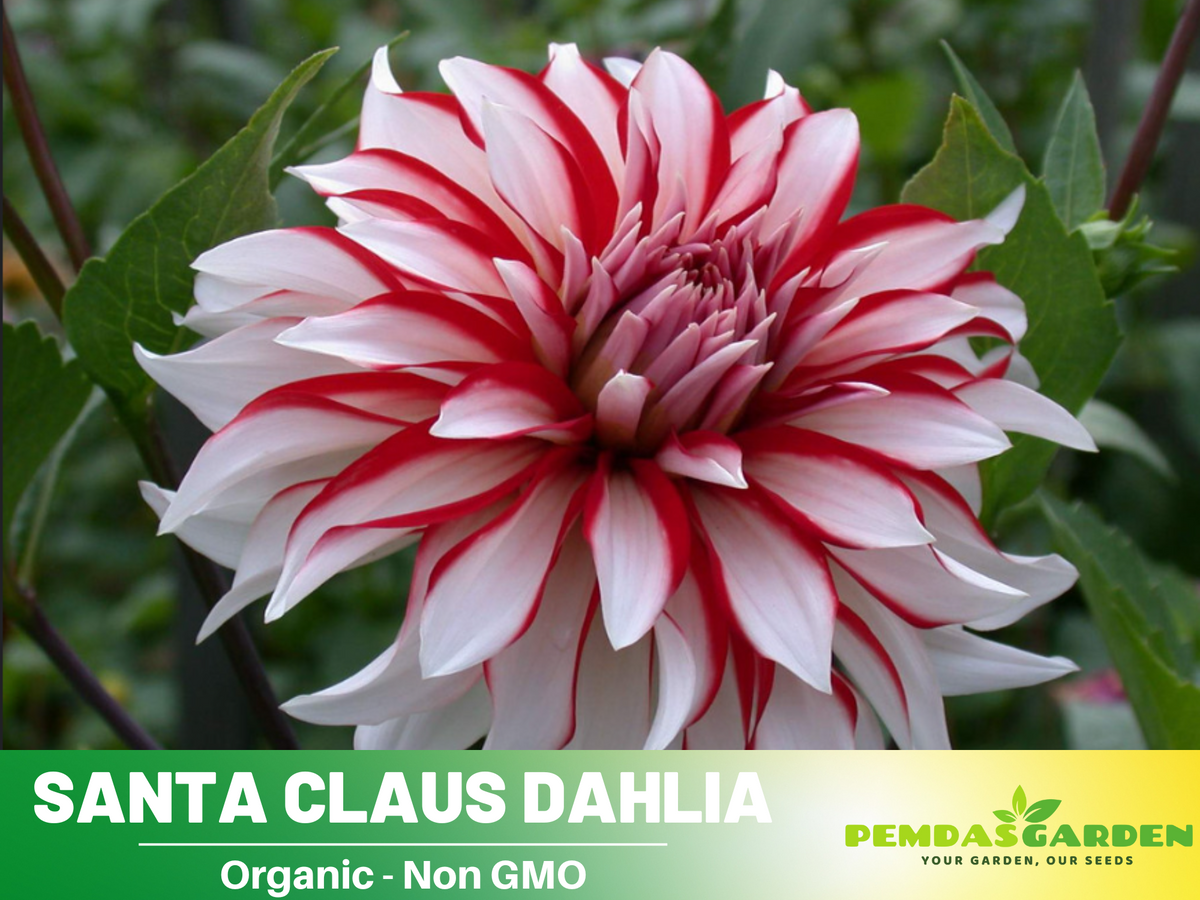 40+ Seeds|  Santa Claus Dahlia Perennial Seeds #D071