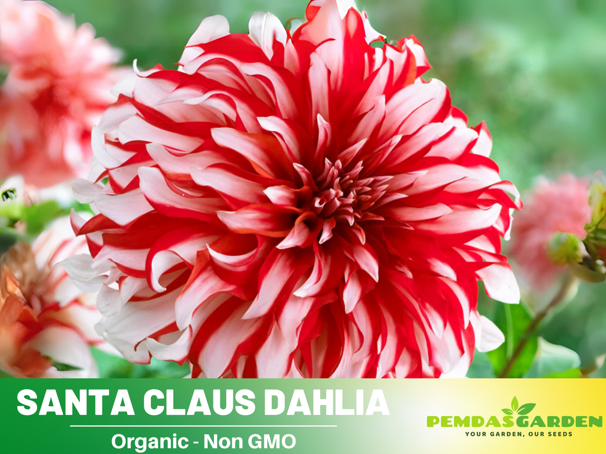 40+ Seeds|  Santa Claus Dahlia Perennial Seeds #D071