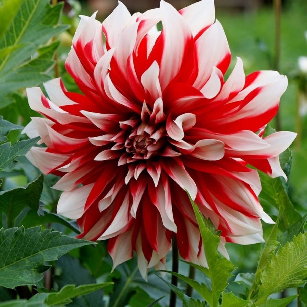 Santa Claus Dahlia Seeds, 40+ seeds