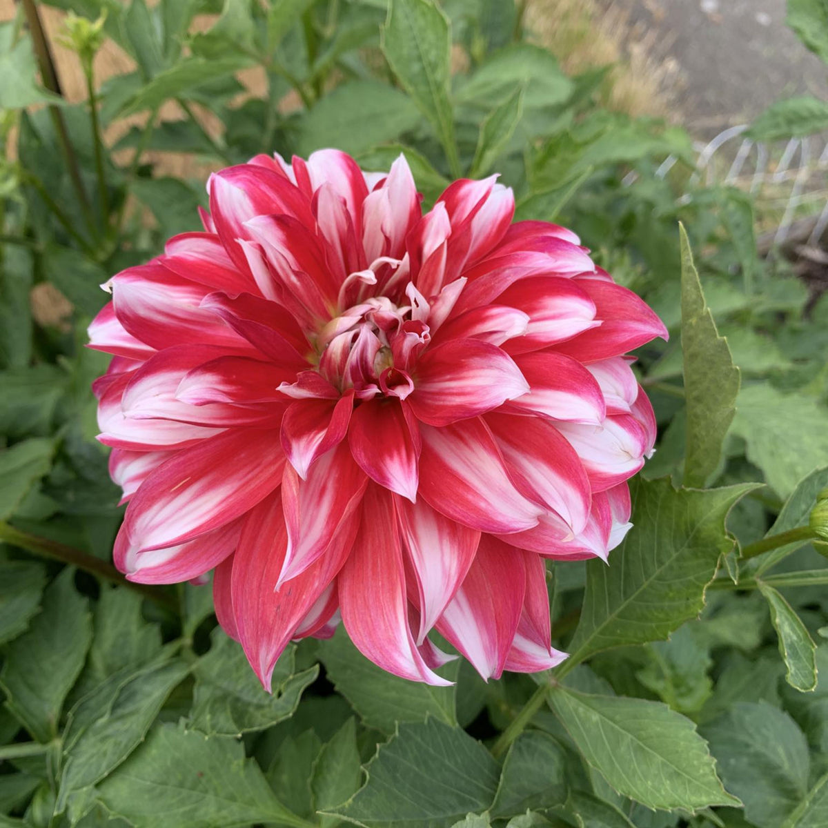 Santa Claus Dahlia Seeds, 40+ seeds