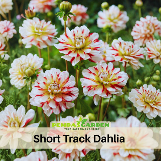 Short Track Dahlia Seeds - Colorful Garden Blooms, 40+ seeds