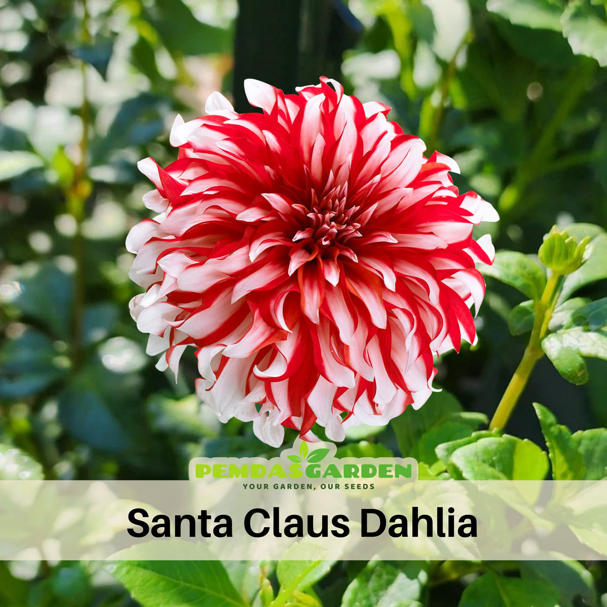 Santa Claus Dahlia Seeds, 40+ seeds