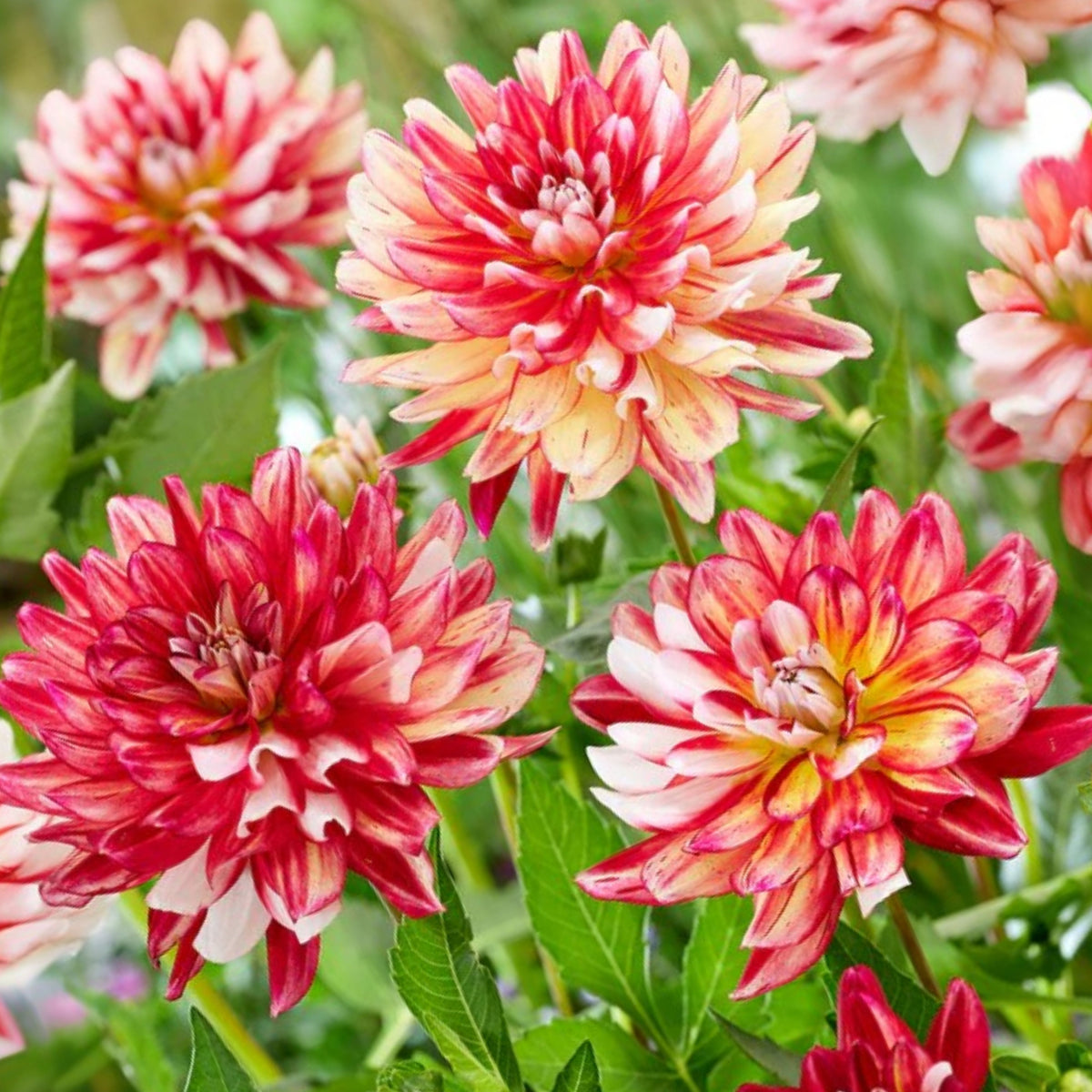 Short Track Dahlia Seeds - Colorful Garden Blooms, 40+ seeds