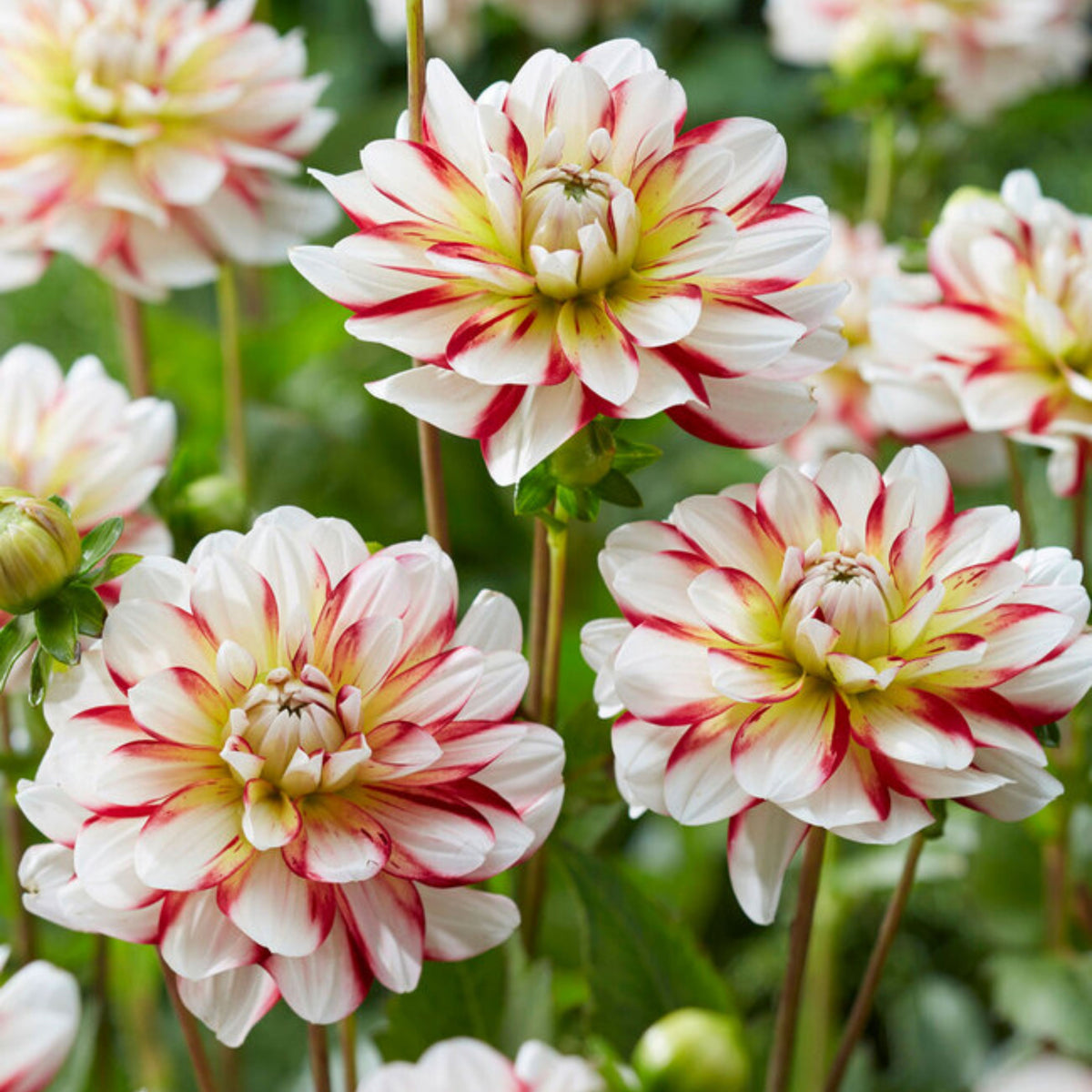 Short Track Dahlia Seeds - Colorful Garden Blooms, 40+ seeds