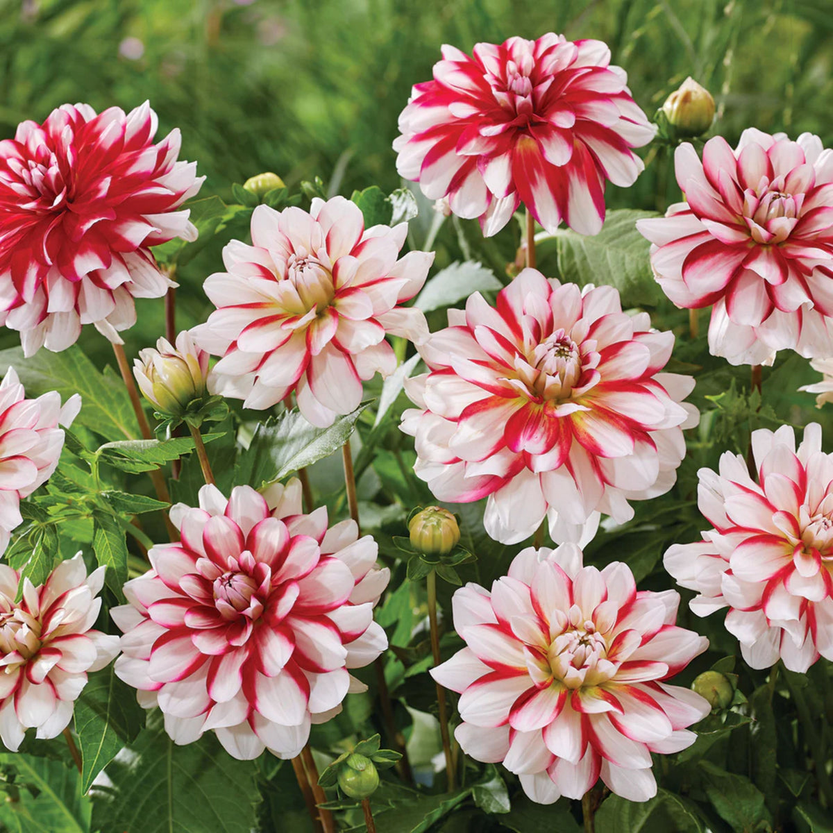 Short Track Dahlia Seeds - Colorful Garden Blooms, 40+ seeds