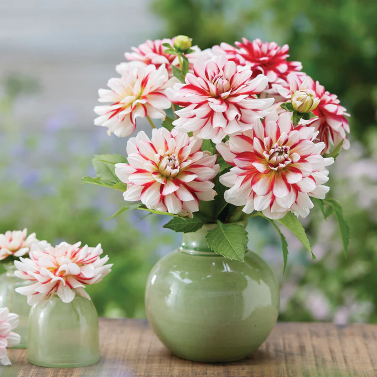 Short Track Dahlia Seeds - Colorful Garden Blooms, 40+ seeds