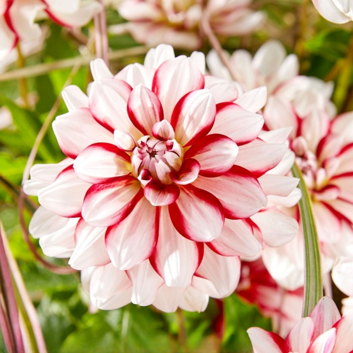 Short Track Dahlia Seeds - Colorful Garden Blooms, 40+ seeds