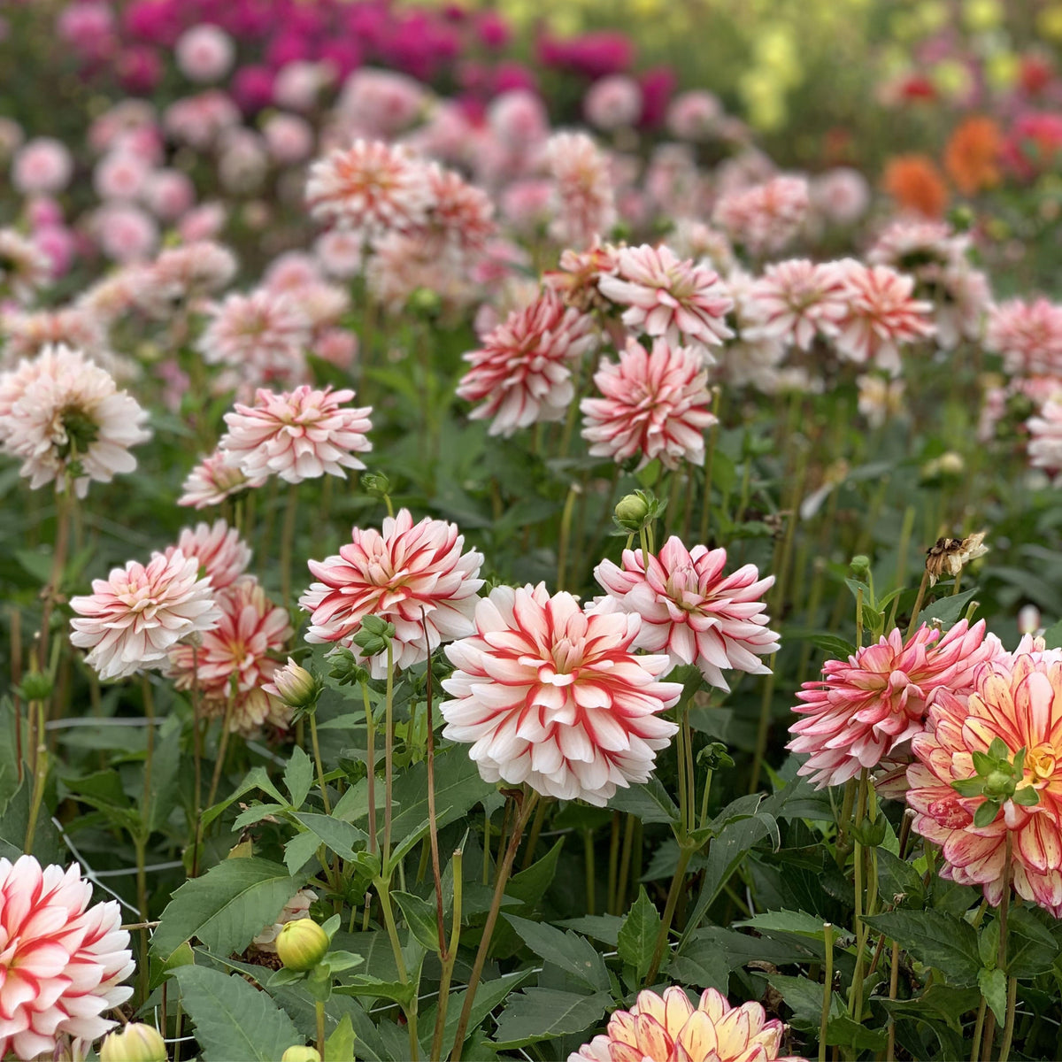 Short Track Dahlia Seeds - Colorful Garden Blooms, 40+ seeds