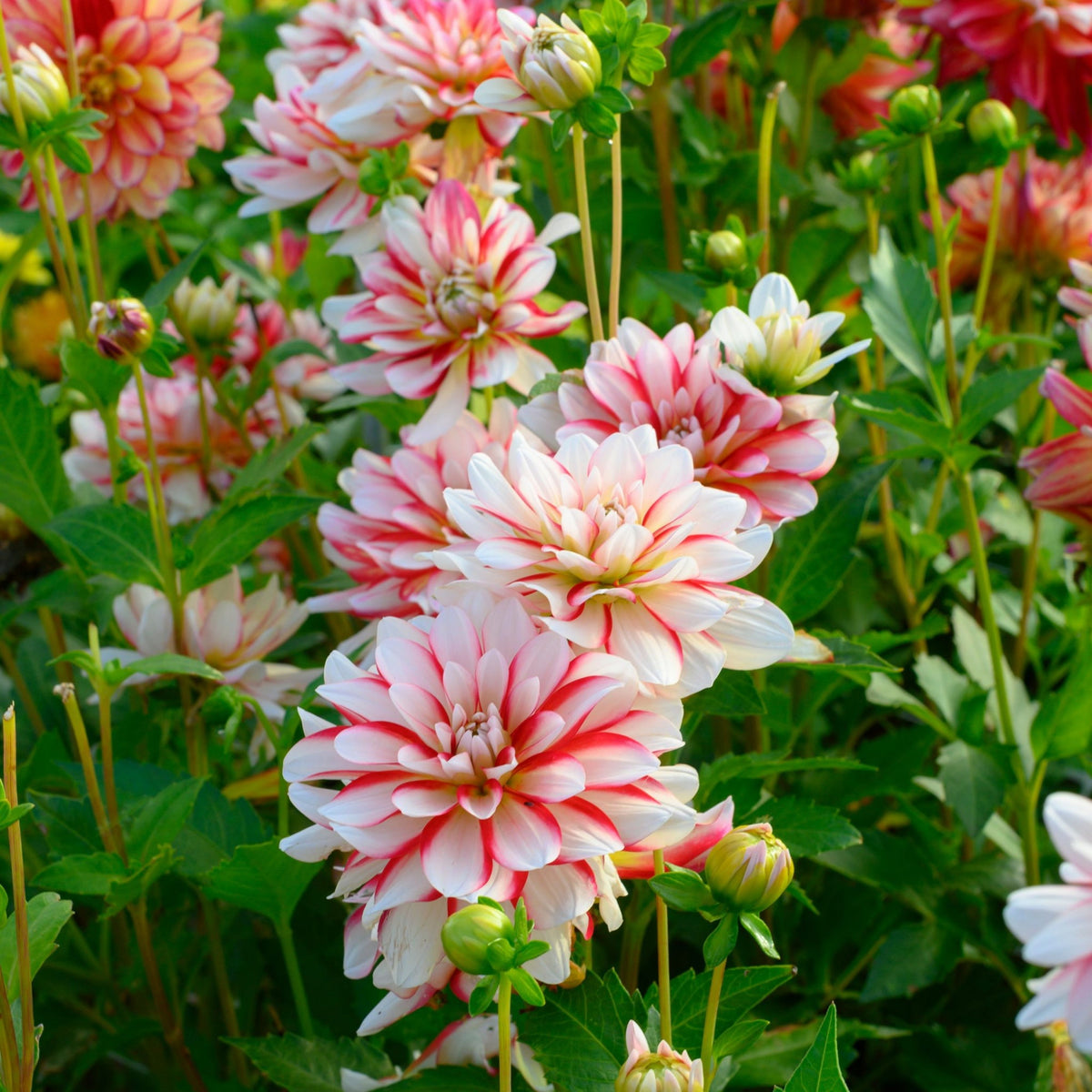 Short Track Dahlia Seeds - Colorful Garden Blooms, 40+ seeds