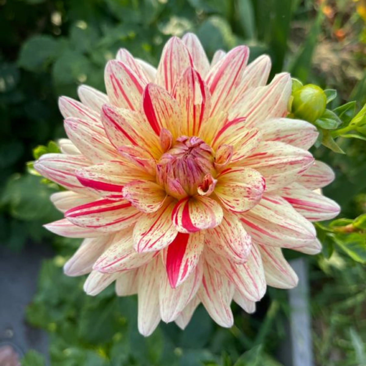 Short Track Dahlia Seeds - Colorful Garden Blooms, 40+ seeds