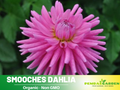 40+ Seeds|  Smooches Dahlia Perennial Seeds Heirloom Dahlia Flower Seeds – Non GMO, Open Pollinated Mix for Vibrant Summer Blooms, Garden & Landscaping Flowers#D072
