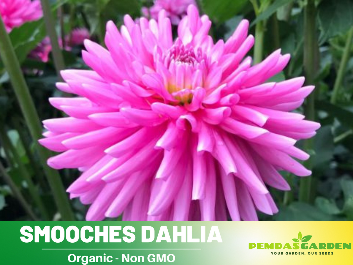 40+ Seeds|  Smooches Dahlia Perennial Seeds #D072