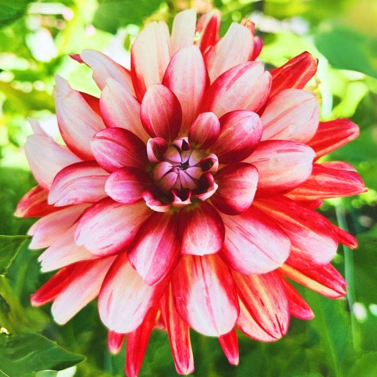 Short Track Dahlia Seeds - Colorful Garden Blooms, 40+ seeds