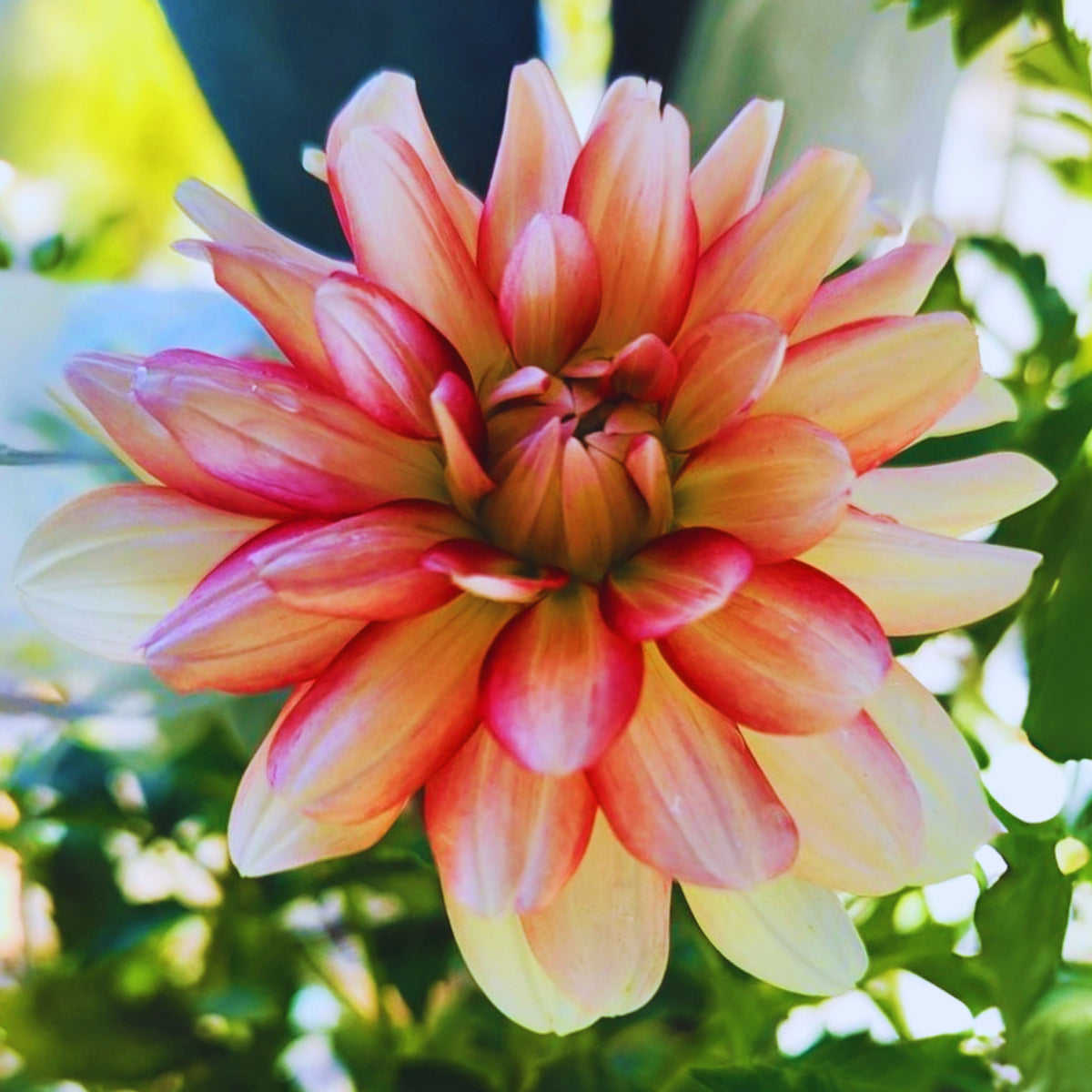 Short Track Dahlia Seeds - Colorful Garden Blooms, 40+ seeds