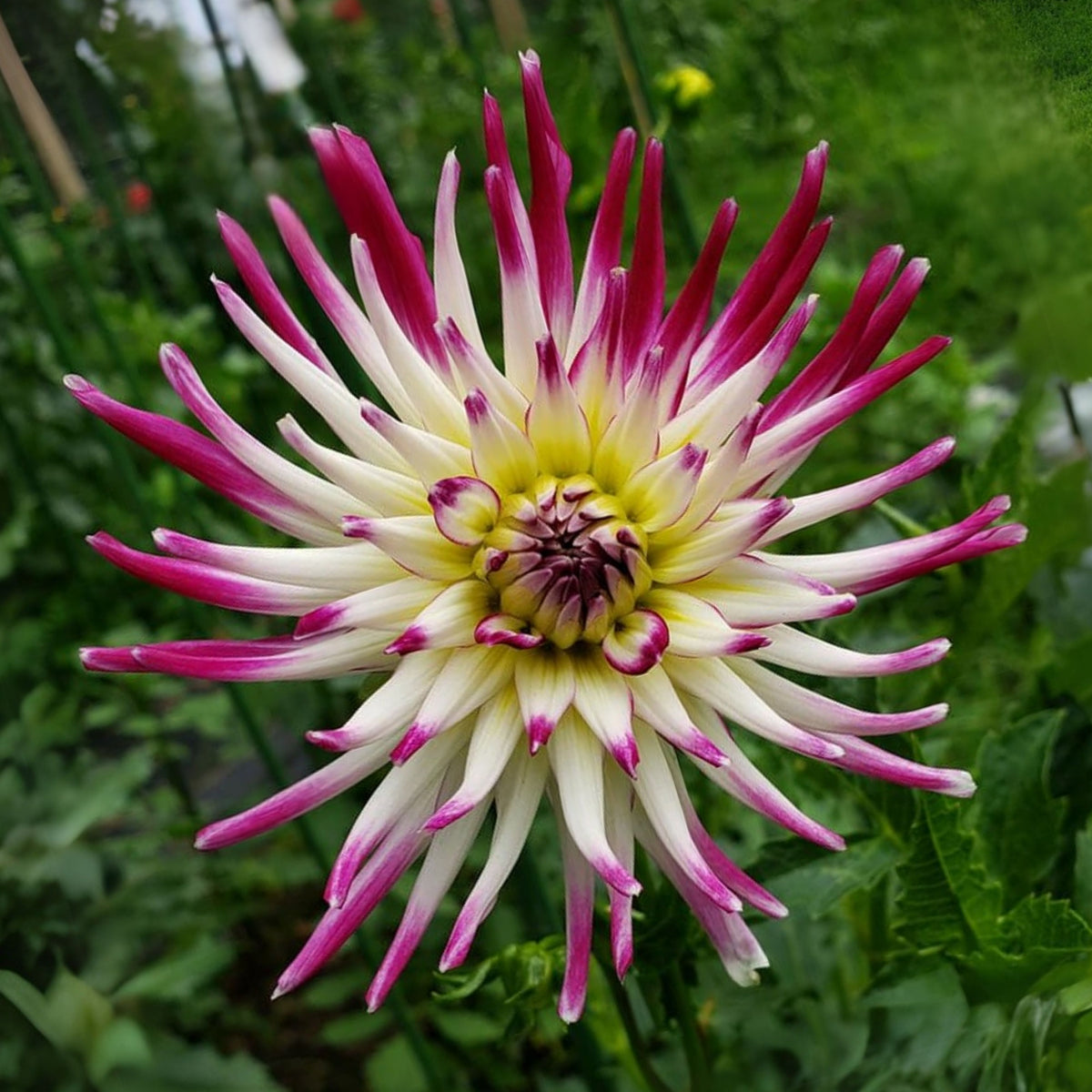 Tanjoh Dahlia Seeds - Heirloom Perennial, 40+ seeds