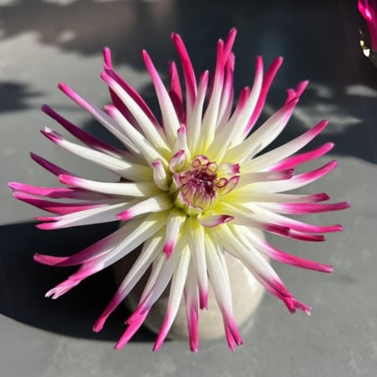 Tanjoh Dahlia Seeds - Heirloom Perennial, 40+ seeds