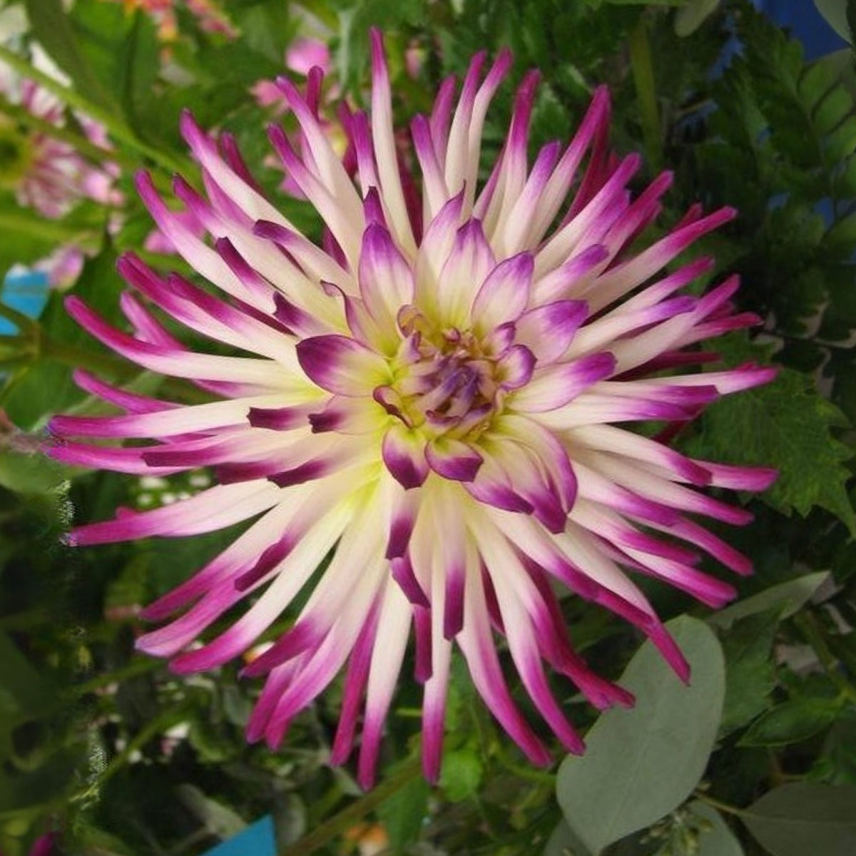 Tanjoh Dahlia Seeds - Heirloom Perennial, 40+ seeds