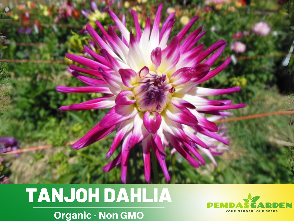 40+ Seeds|  Tanjoh Dahlia Perennial Seeds #D073