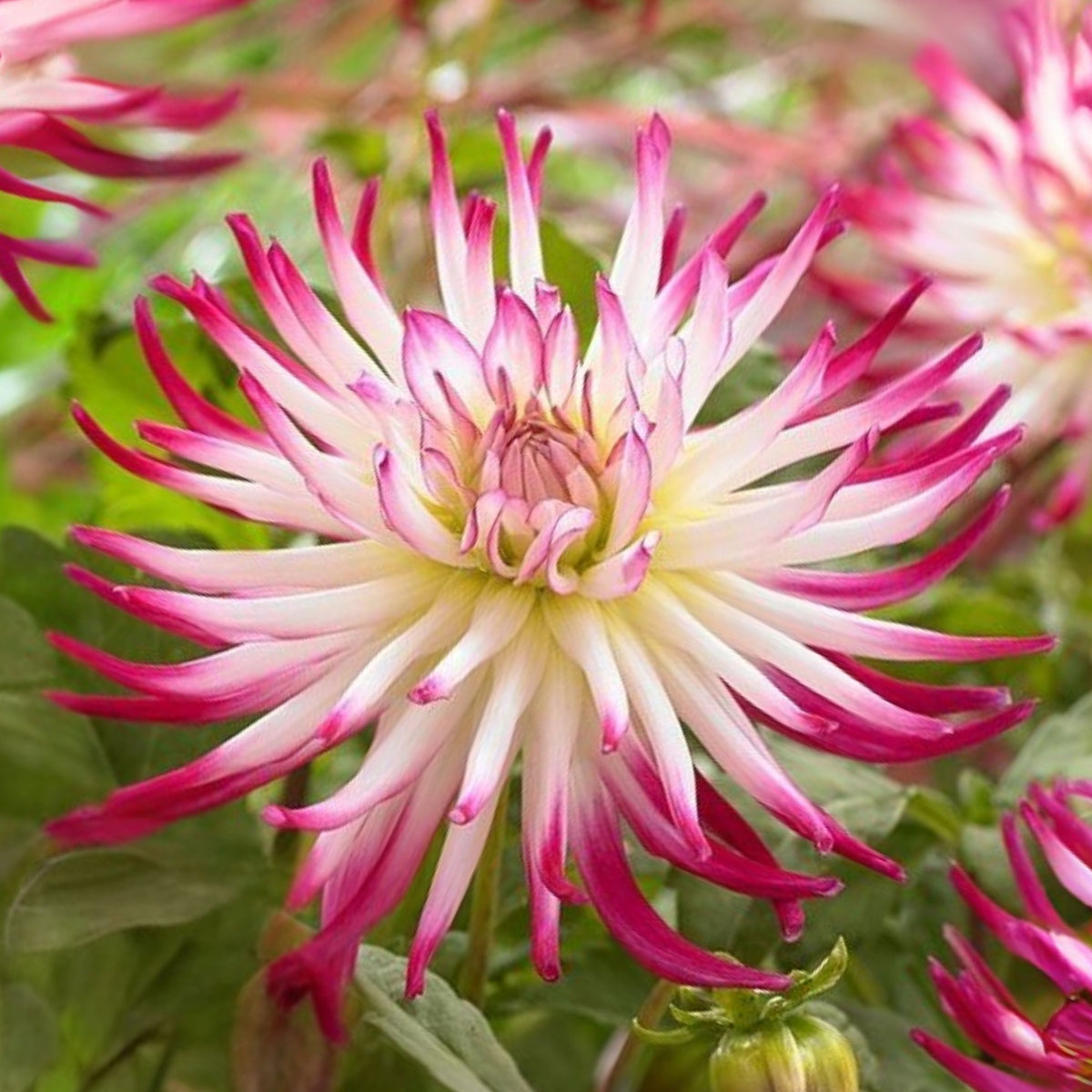 Tanjoh Dahlia Seeds - Heirloom Perennial, 40+ seeds