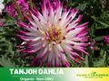40+ Seeds|  Tanjoh Dahlia Perennial SeedsHeirloom Dahlia Flower Seeds – Non GMO, Open Pollinated Mix for Vibrant Summer Blooms, Garden & Landscaping Flowers #D073