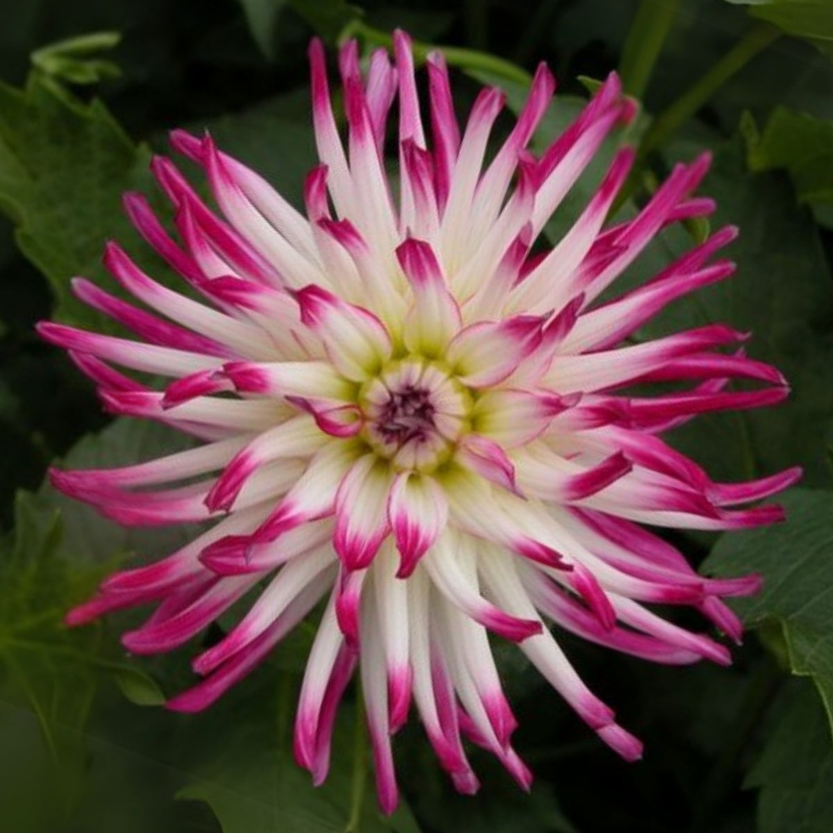 Tanjoh Dahlia Seeds - Heirloom Perennial, 40+ seeds