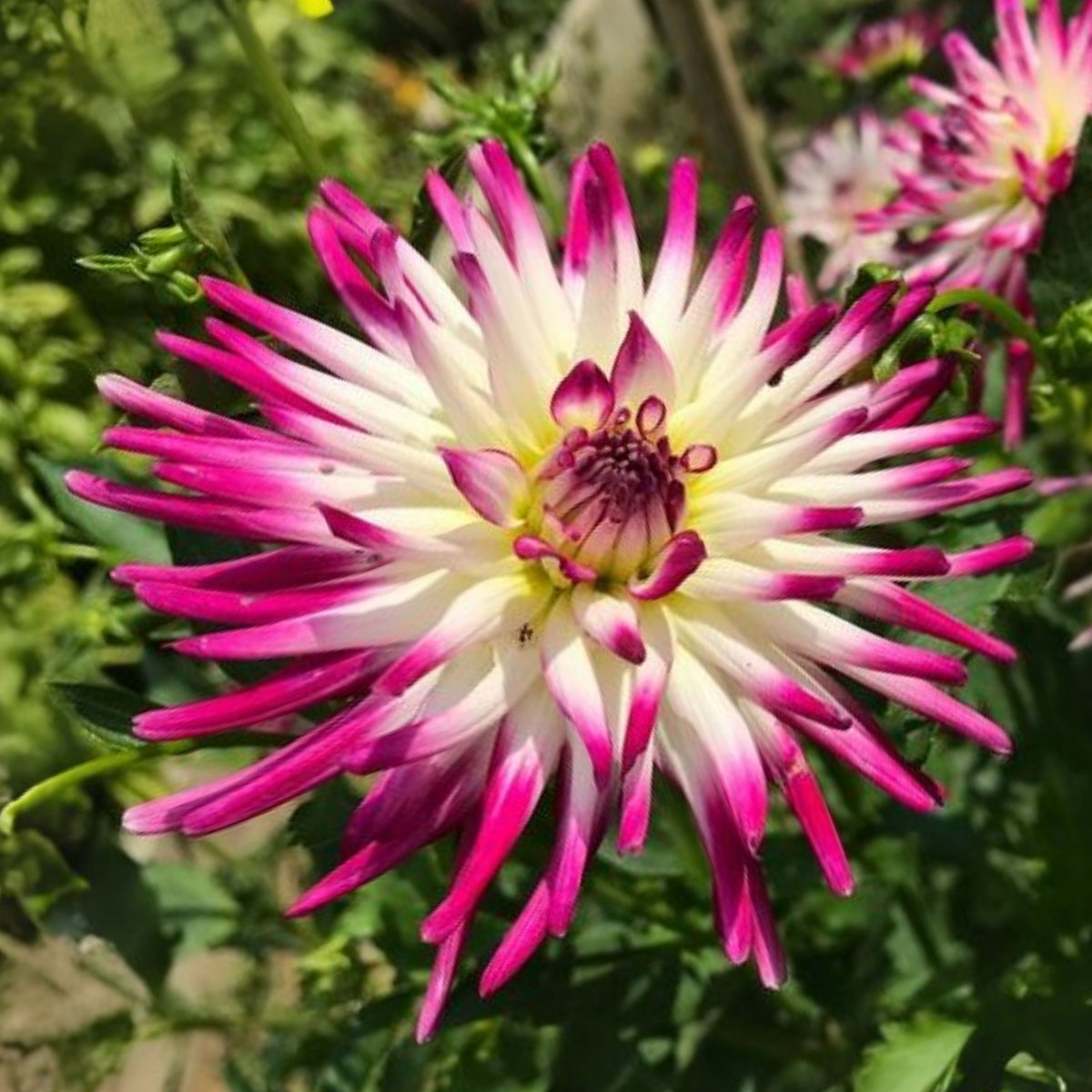 Tanjoh Dahlia Seeds - Heirloom Perennial, 40+ seeds