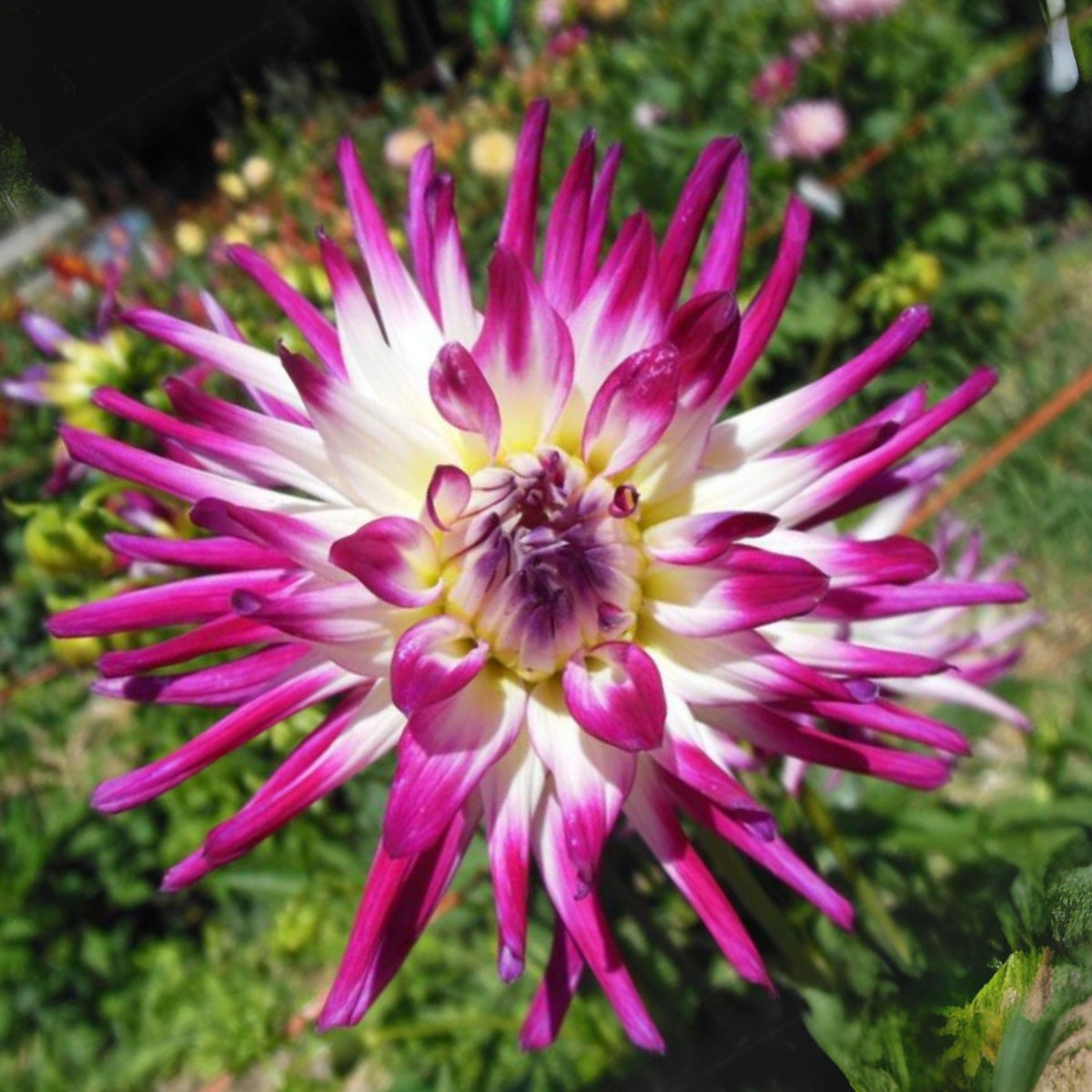 Tanjoh Dahlia Seeds - Heirloom Perennial, 40+ seeds