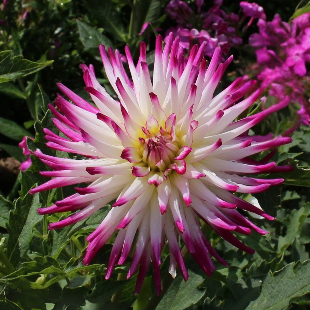 Tanjoh Dahlia Seeds - Heirloom Perennial, 40+ seeds