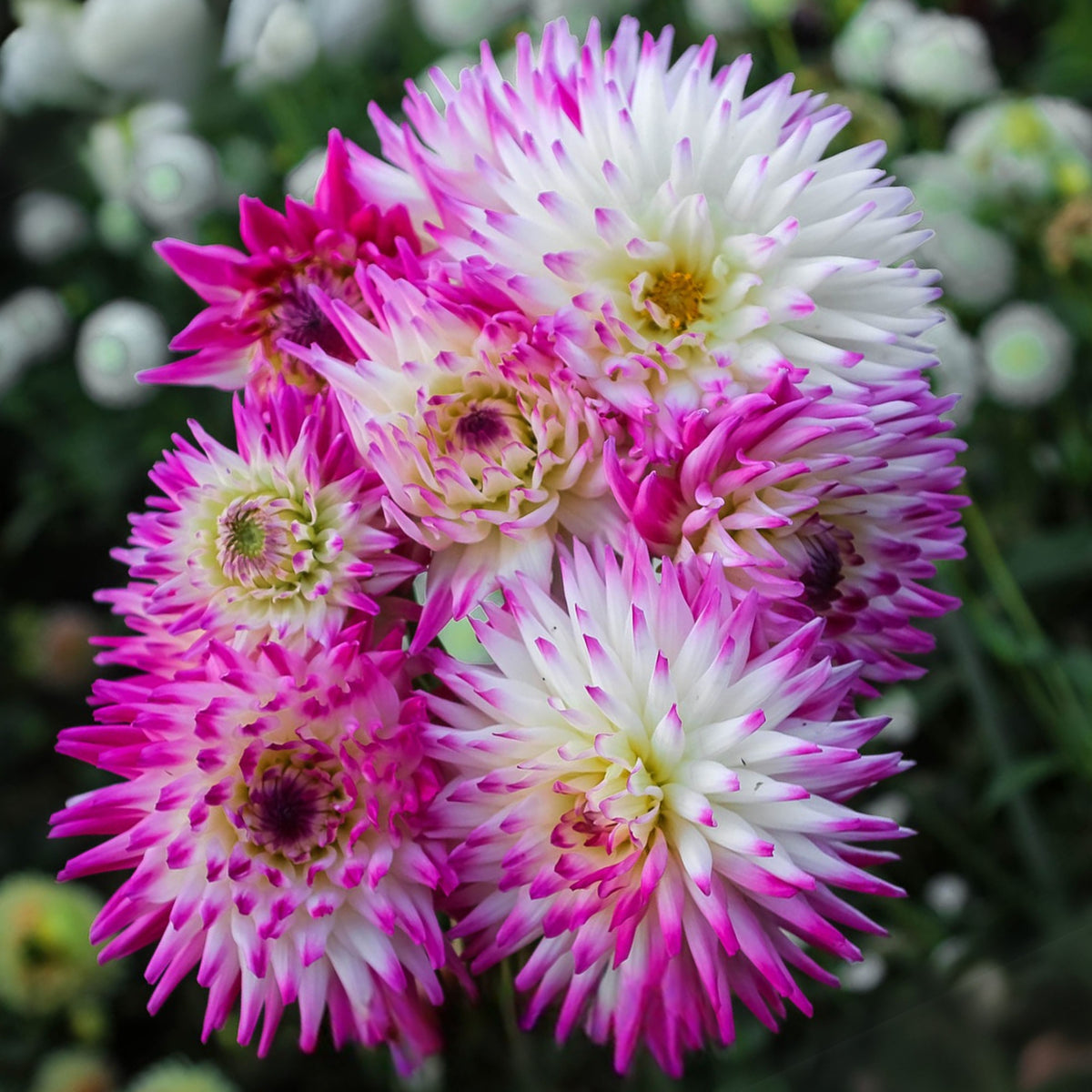 Tanjoh Dahlia Seeds - Heirloom Perennial, 40+ seeds
