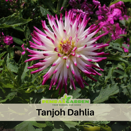 Tanjoh Dahlia Seeds - Heirloom Perennial, 40+ seeds