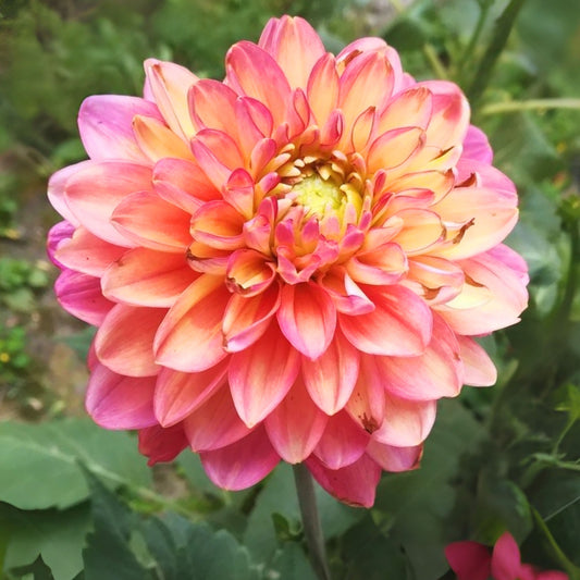 Melody Allegro Dahlia Perennial Seeds - Long Lasting Blooms, 40+ seeds