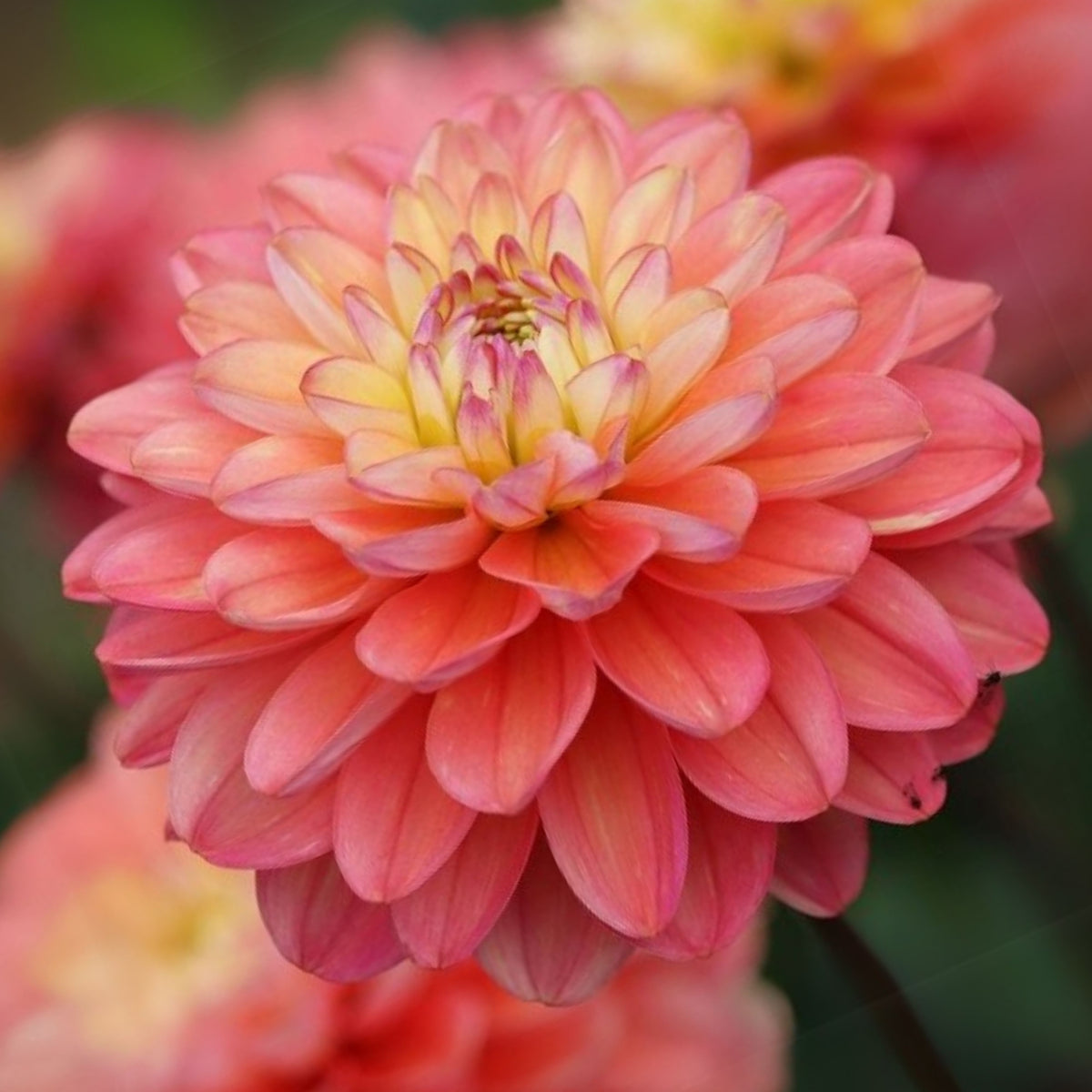 Melody Allegro Dahlia Perennial Seeds - Long Lasting Blooms, 40+ seeds
