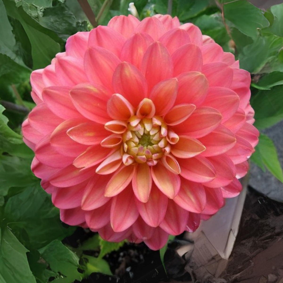 Melody Allegro Dahlia Perennial Seeds - Long Lasting Blooms, 40+ seeds