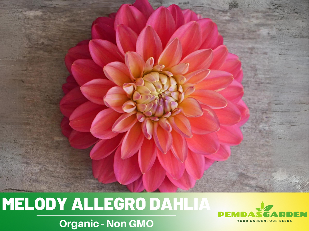 40+ Seeds|  Melody Allegro Dahlia Perennial Seeds #D074
