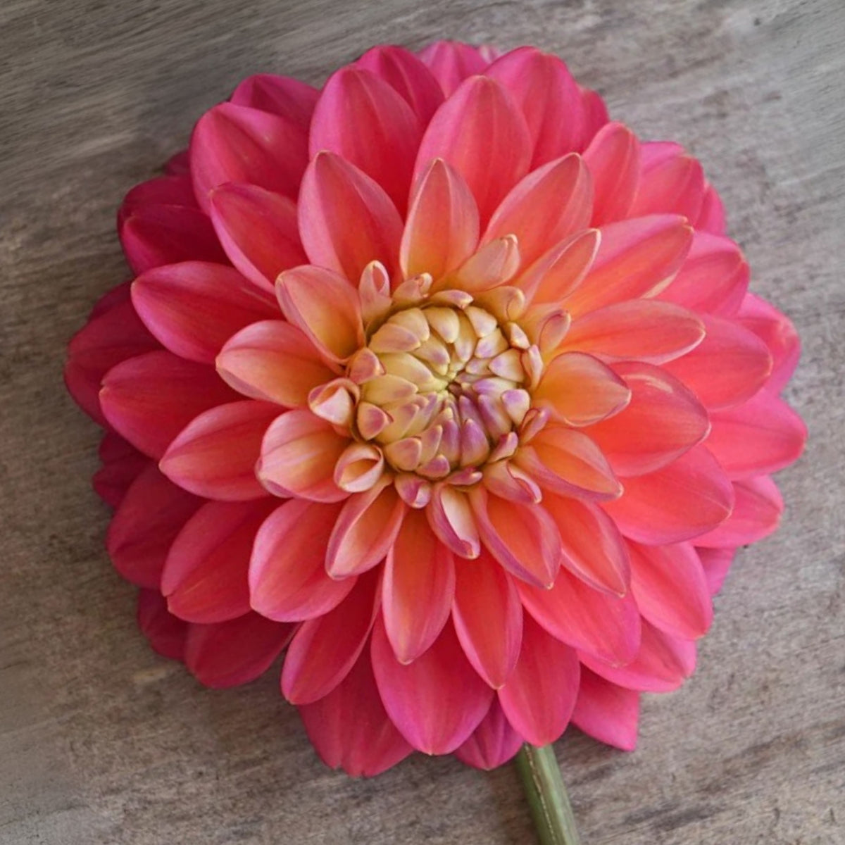 Melody Allegro Dahlia Perennial Seeds - Long Lasting Blooms, 40+ seeds