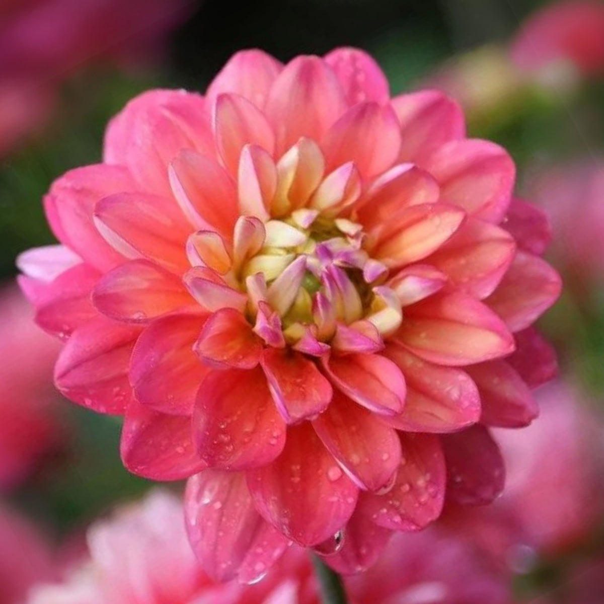 Melody Allegro Dahlia Perennial Seeds - Long Lasting Blooms, 40+ seeds