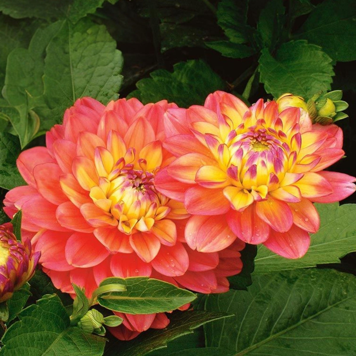Melody Allegro Dahlia Perennial Seeds - Long Lasting Blooms, 40+ seeds