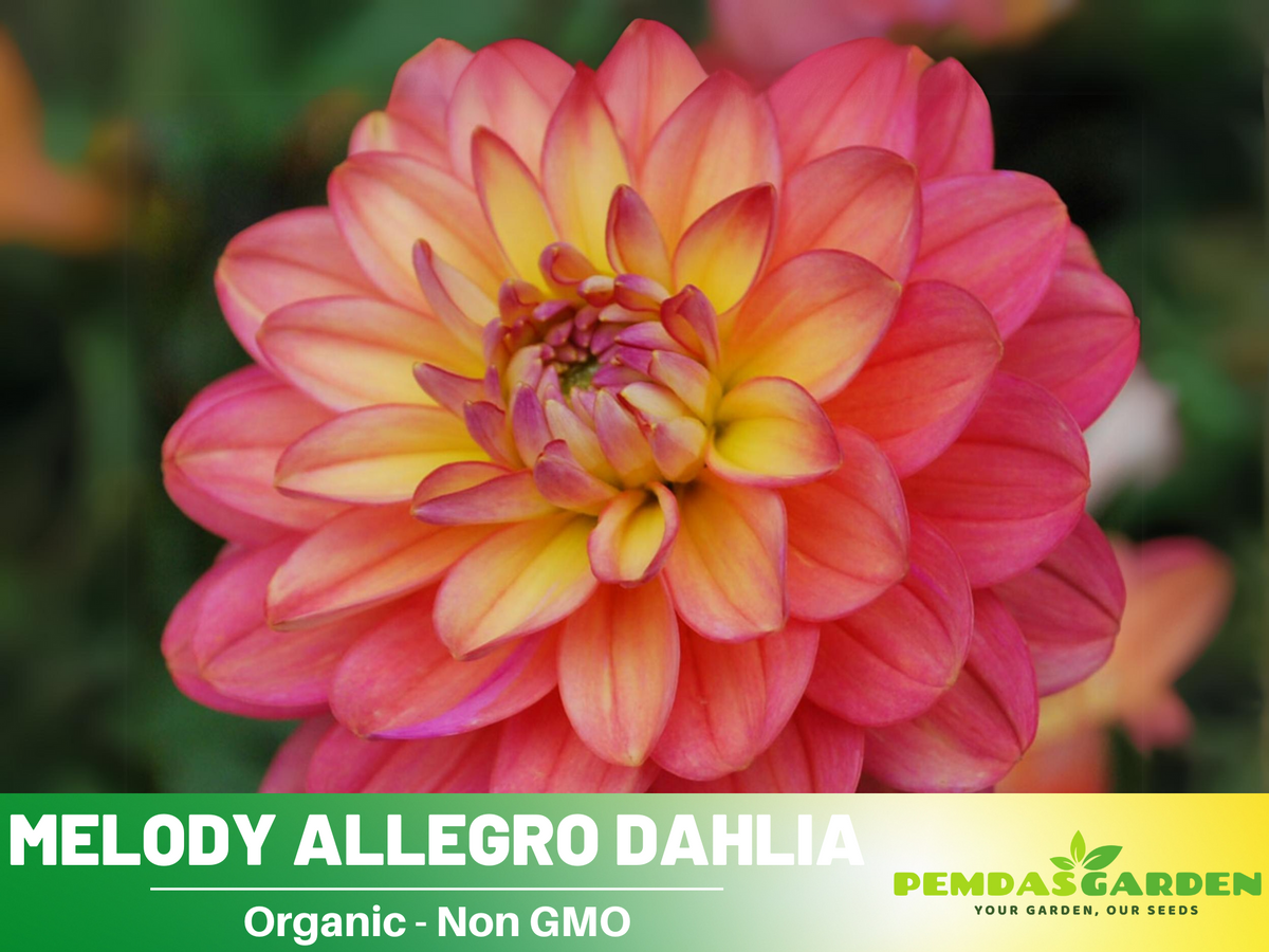 40+ Seeds|  Melody Allegro Dahlia Perennial Seeds #D074