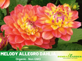 40+ Seeds|  Melody Allegro Dahlia Perennial Seeds – Long Lasting Blooms, Ideal for Cut Flower Arrangements, Vibrant Garden Mix for Summer & Fall#D074