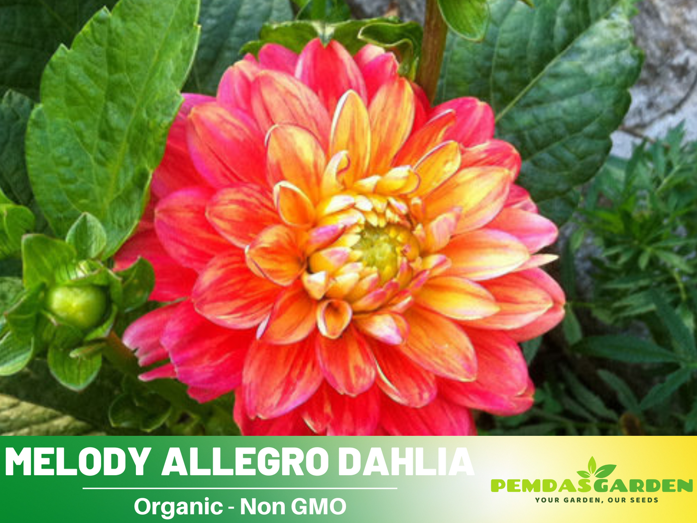 plant new seeds in the melody 40+ Seeds| Melody Allegro Dahlia Perennial Seeds – Long Lasting Blooms – PEMDASGARDEN
